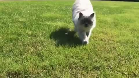 White cat running towards camera slomo