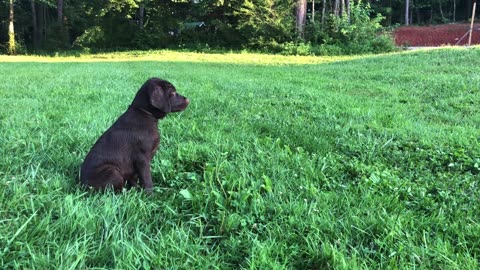 Lab puppies on the loose ~