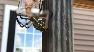 Yellow Spider Wraps up Meal for Later
