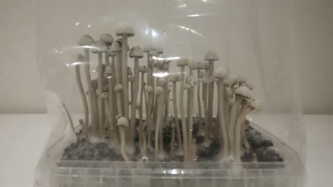 Copelandia Magic Mushroom Grow Kit - Timelapse