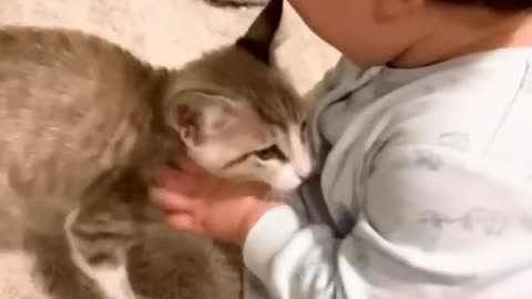 When Your Baby Falls In Love With Your Eight Rescue Cats - The Dodo