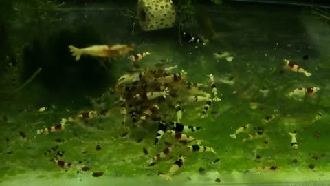 My aquarium's videos