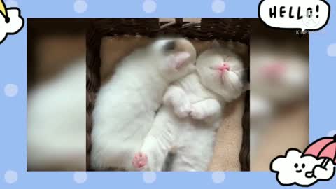 Its lovely to see kitten sneezing | part 16 |