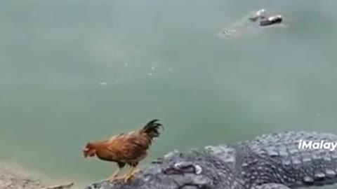 Laugh out loud video!!! Crocodile and chicken.