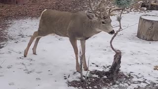 Deer rubbing antlers