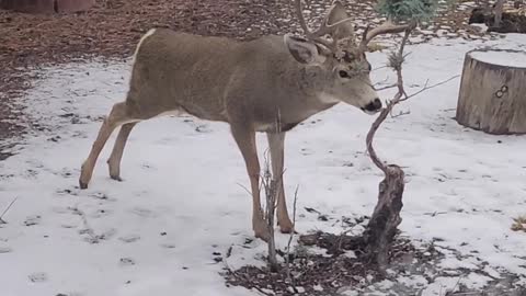 Deer rubbing antlers