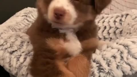 Puppy reacts with us on Camera 🐕😌😁🤣