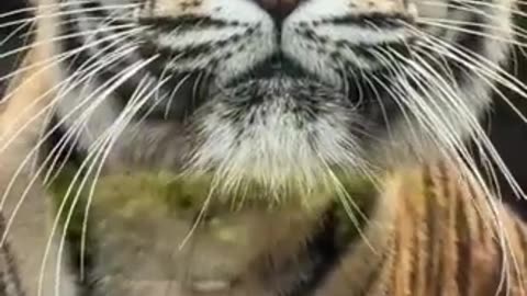 amazing tigers video #shorts