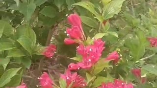 Butterflies dance among flowers