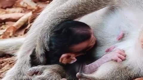 BABY MONKEY CRIES SEIZURE ....SADNESS FULL SMALL NEWBORN SUPER CRY SEIZURE BY MOM SLEP ON HER UNKONW