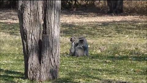 Baby baboon playing with monkeys