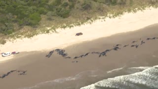 Australia: Scientists fight to save stranded whales