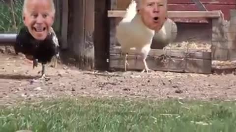 It's the Chicken Joe Show!!