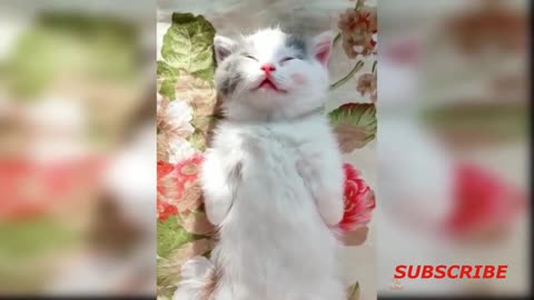 (THE BEST FUNNY CATS)