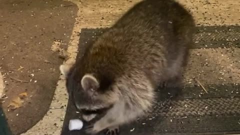 raccoons are beggars