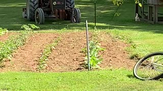 Rooster Bonked by Bucket