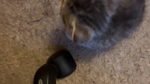 Standing Kitten Loses His Balance