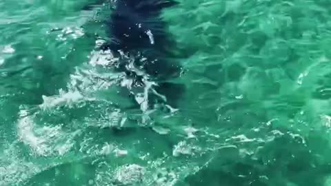 Hammerhead Shark Swimming in Florida