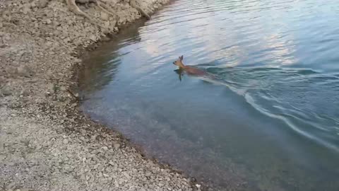 Baby deer swimming