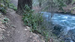 River Shoreline Hiking in Metolius River National Recreation Area – Central Oregon – 4K