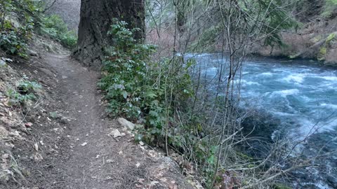 River Shoreline Hiking in Metolius River National Recreation Area – Central Oregon – 4K