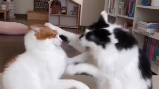 Strange cat attack