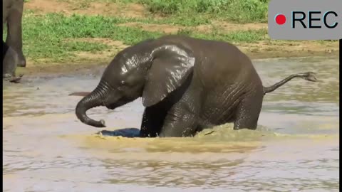 the cutest little elephant in the world having a time of its life !