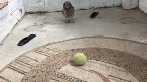 Baby owl and big toys