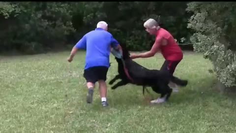Dog Aggression Training