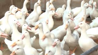 How Duck Farming make Million Eggs and meat