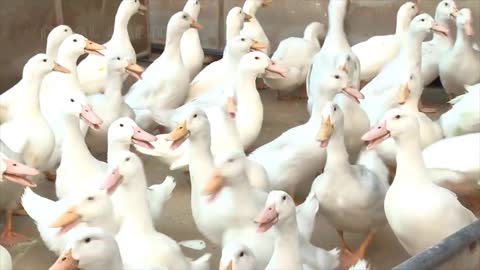 How Duck Farming make Million Eggs and meat