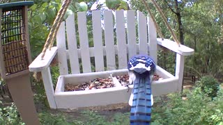 Bluejay molting