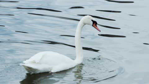 Swan searching for food!