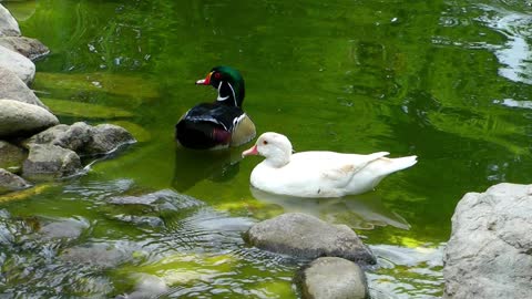 Nature Different Ducks On A Green Lake In Nature