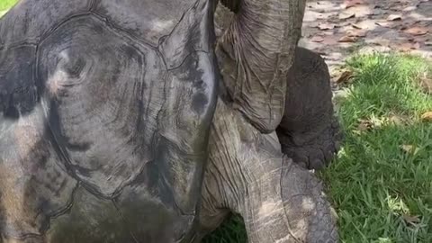 Feeding A Huge Tortoise #shorts #shortvideo #video #virals #videoviral