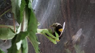 Mantis eating a big bumblebee