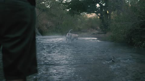 Dog run on river