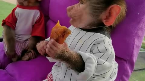 Baby baboons are eating delicious roasted sweet potatoes