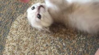 Grey kitten goes wild while playing with owner