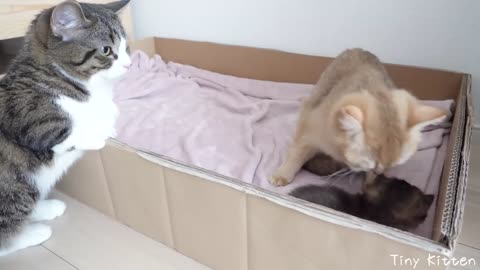 Kitten Kiki caught in a quarrel between her parents...