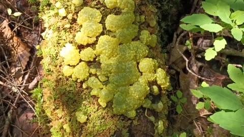 Dog vomit slime mold