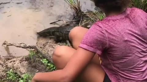 Feeding Baby Alligators