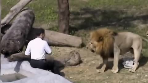 crazy man entered the lion cage in taipei zoo