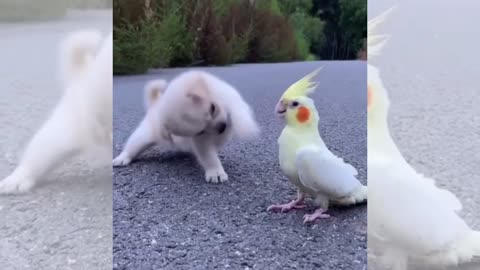 Baby dog fight with baby parrot