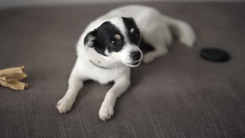 close up video of dog sitting on sofa