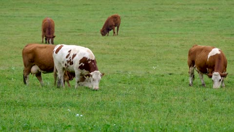 Cows are Grazing on the Field