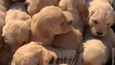 All Golden Retriever Puppies in one video