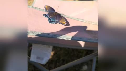 Butterfly In Slow Motion