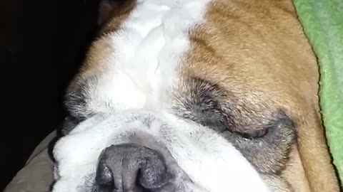Bulldog snoring!