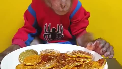 Baby monkey review chocolate gold coins candy